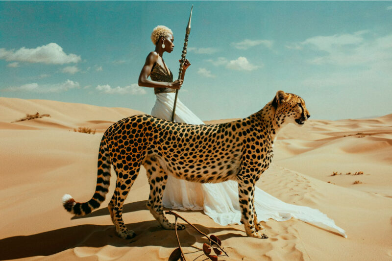 african cheetah II