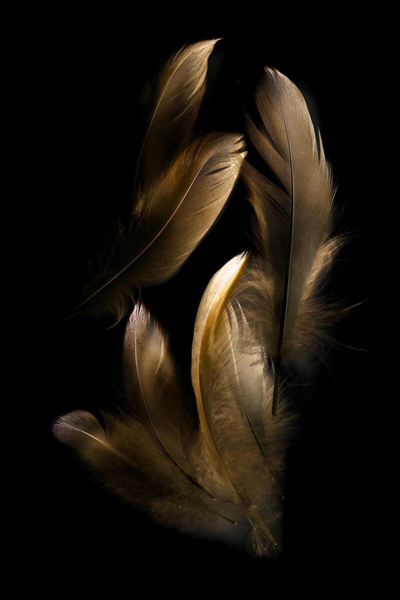 feathers gold edition