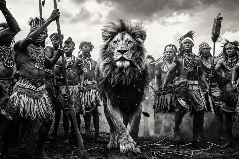 lion's tribe