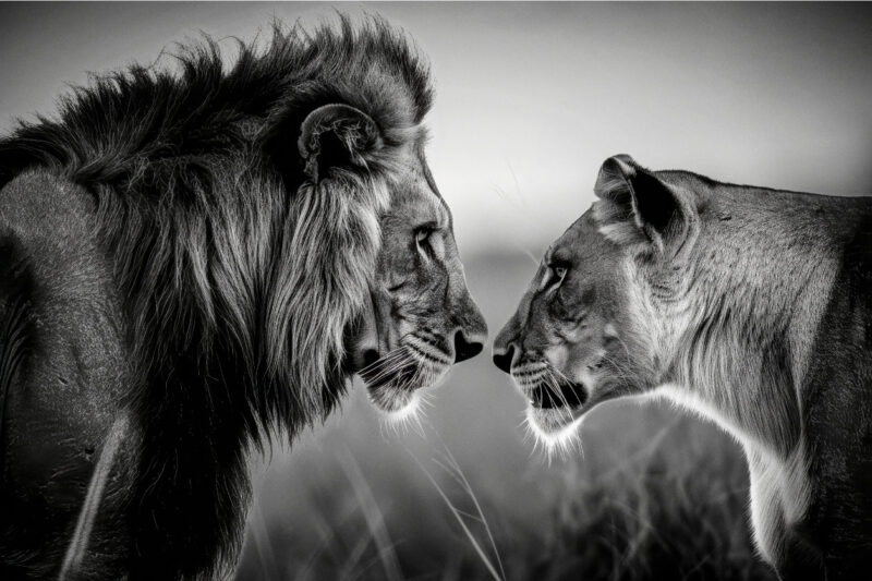 lion's couple
