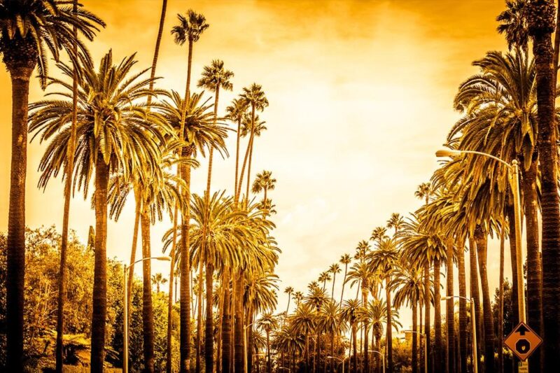 palm road