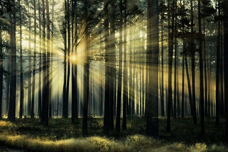 rays of the rising sun