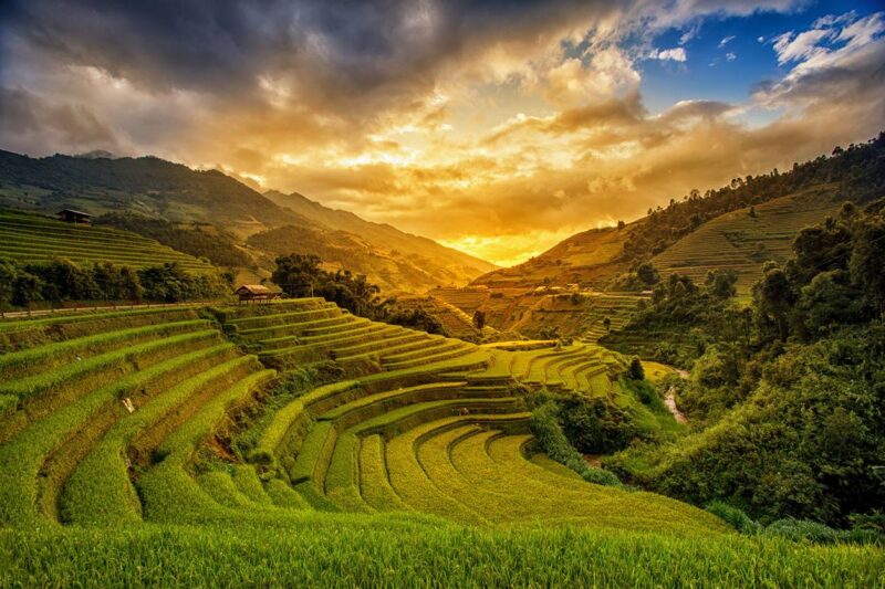 rice fields of vietnam