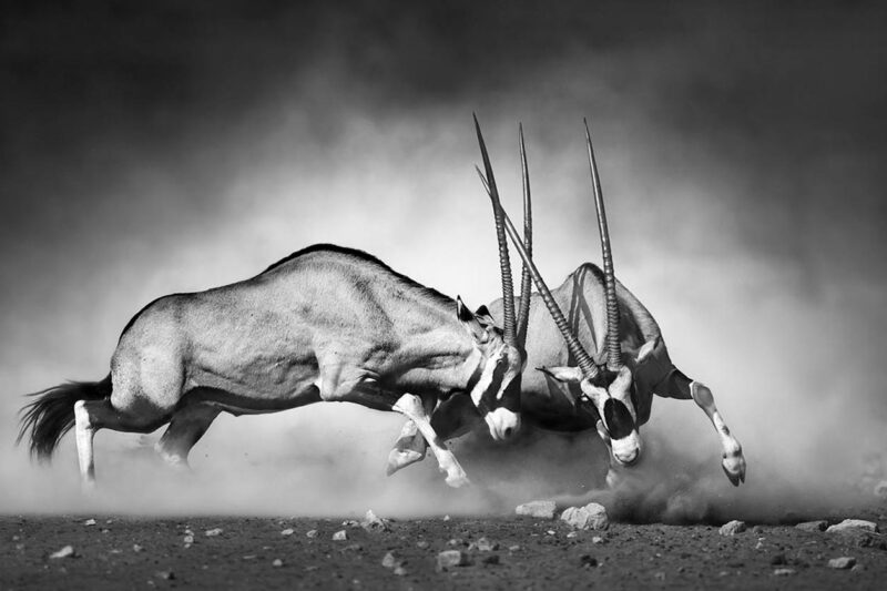 the african wildlife collection II