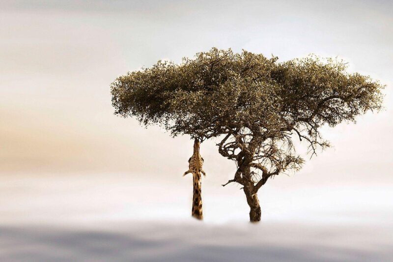 giraffe in tree