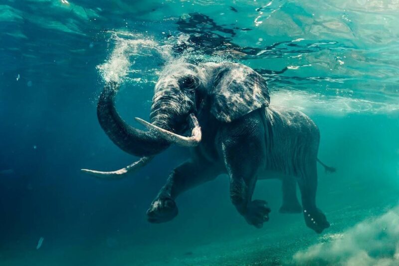 water for elephants