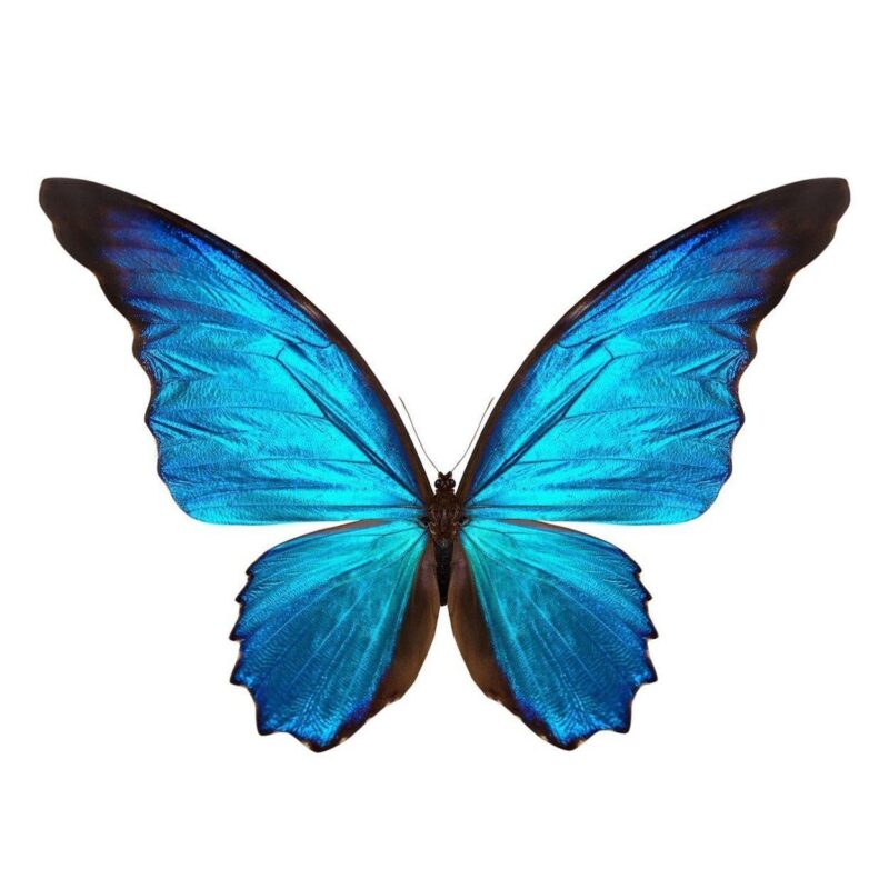 the butterfly collection II