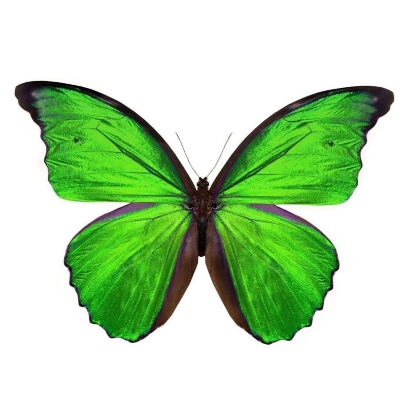 the butterfly collection I