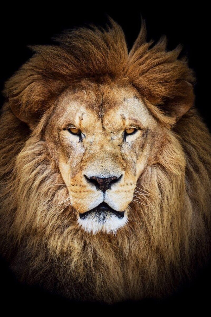 king of the jungle
