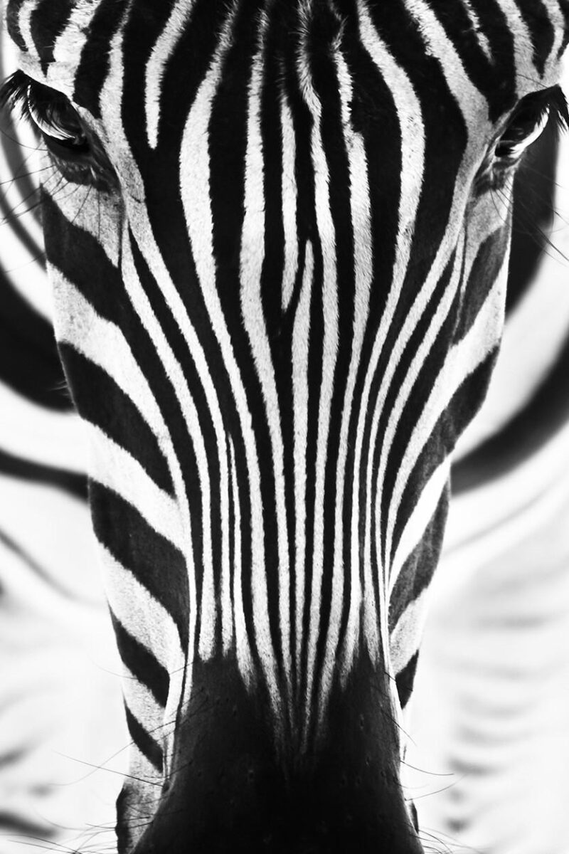 black & white