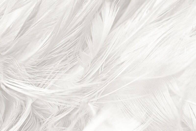 white feather