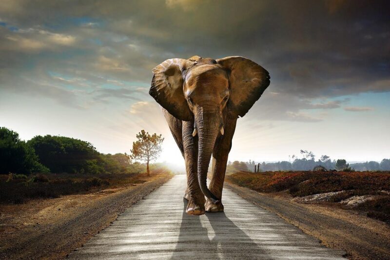 the long walk