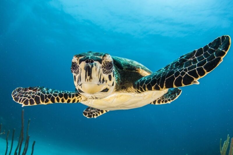 beauty of the ocean