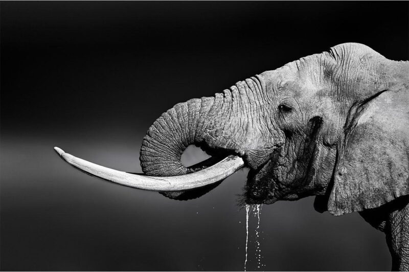 the african wildlife collection IV