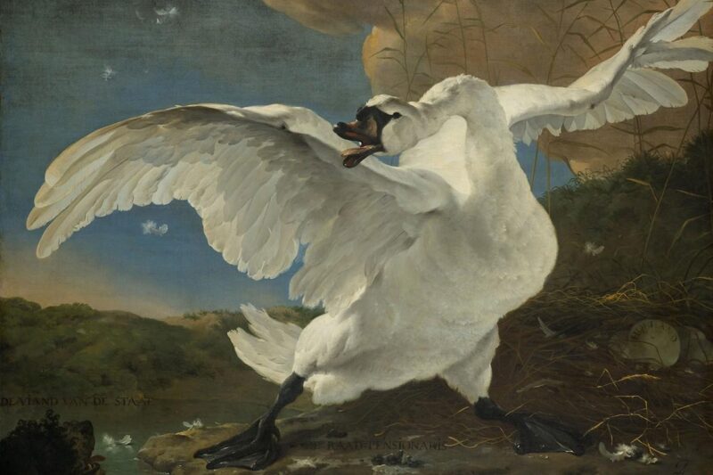 the threadened swan by jan asselijn