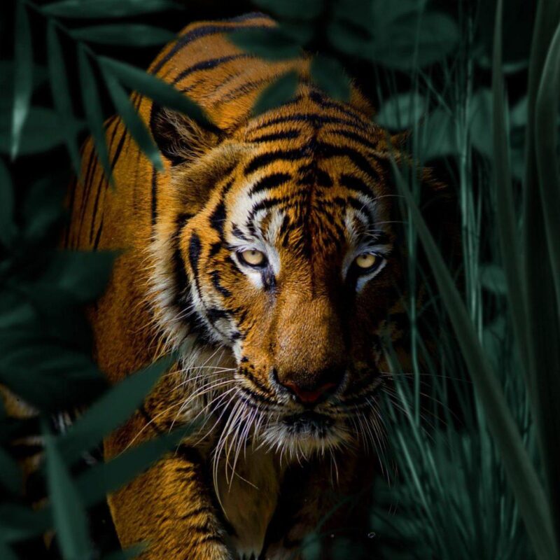 tiger king - Afbeelding 3