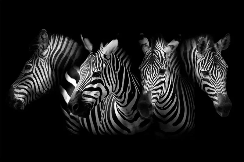 zebra's