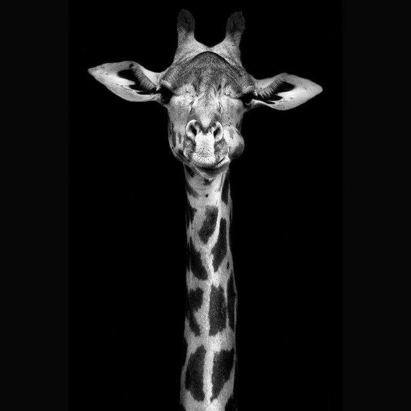 a giraffes tale - Afbeelding 3