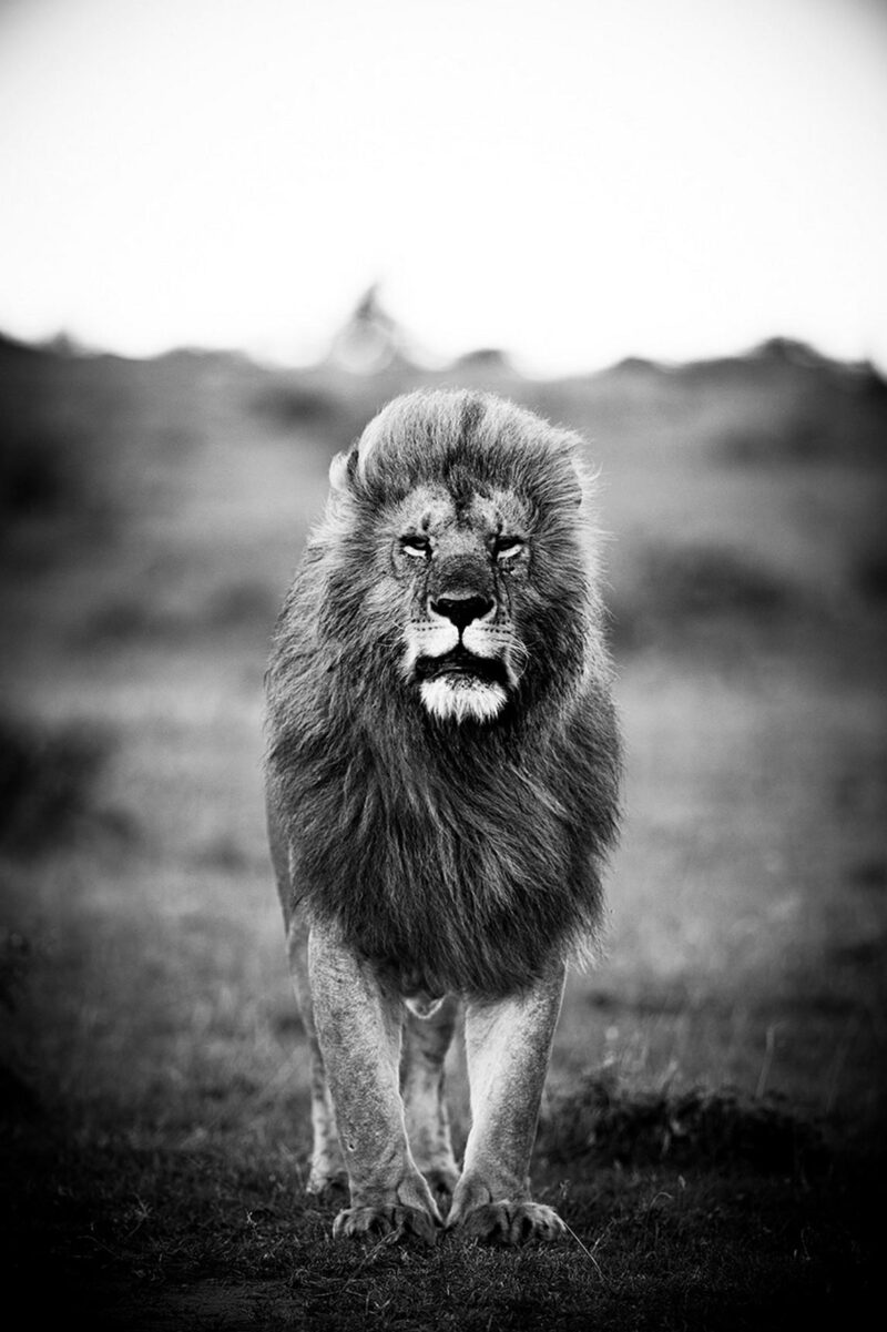 a lion's portrait II