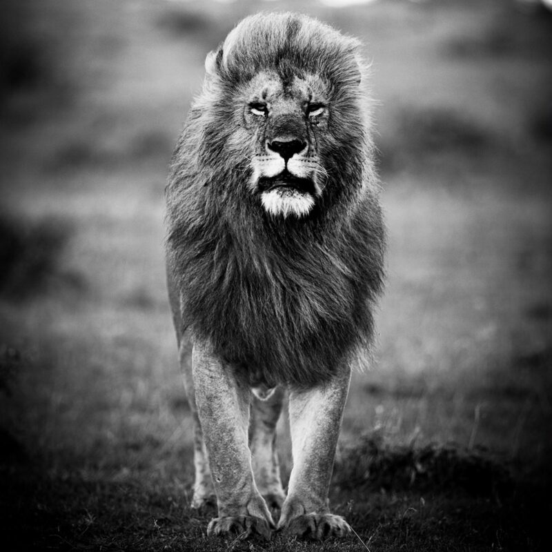a lion's portrait II - Afbeelding 2