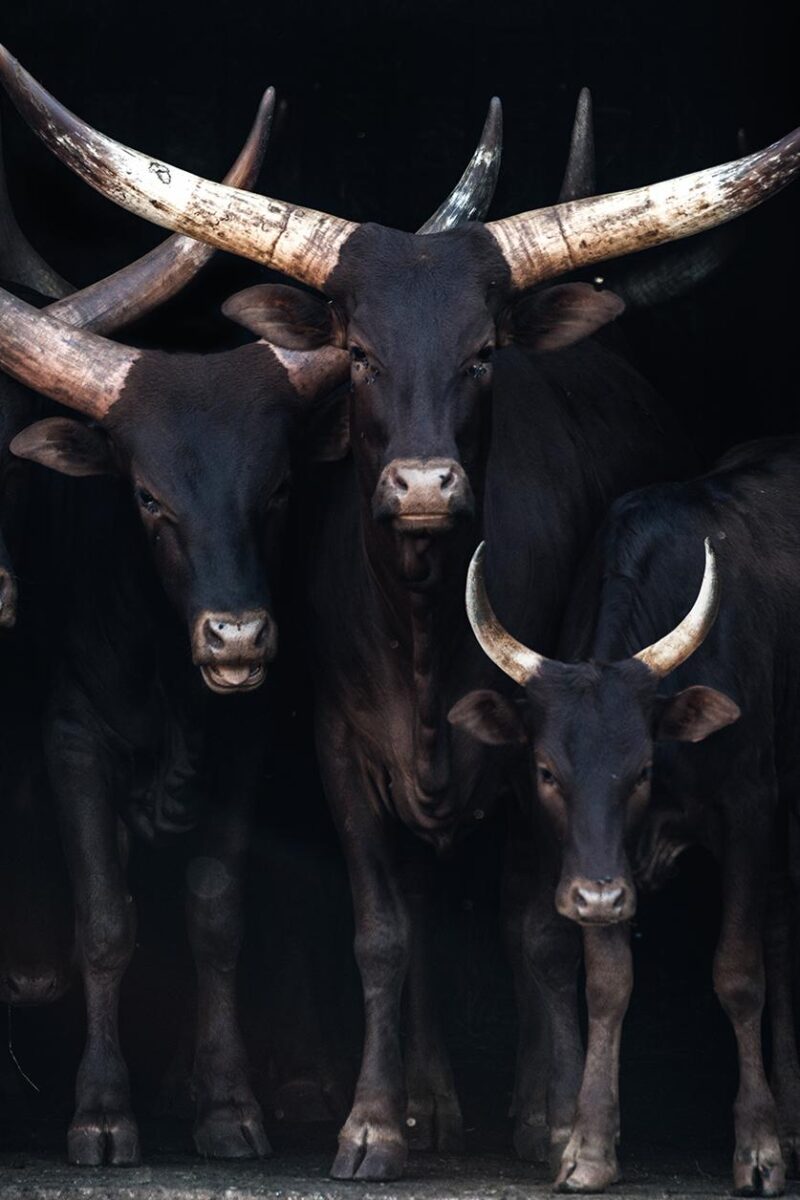 ankole watusi