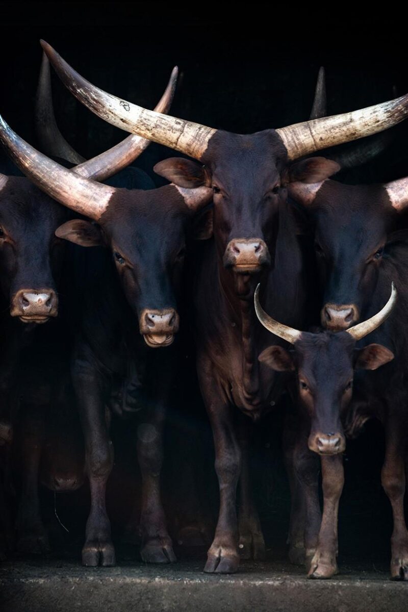 ankole watusi II - Afbeelding 2