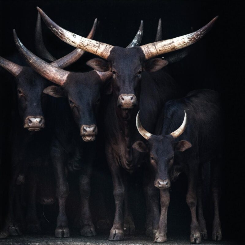 ankole watusi II - Afbeelding 3