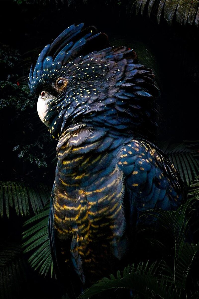 bird collection I
