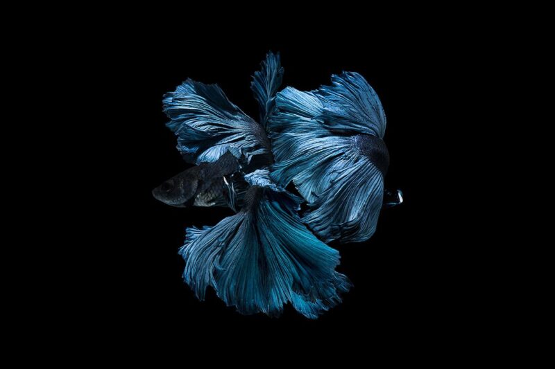 blue darkness