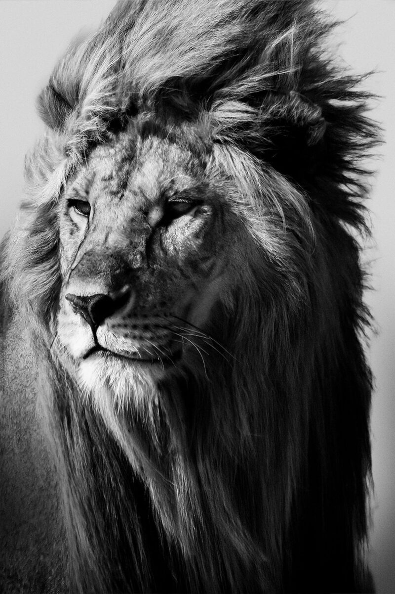 lion in the wild I