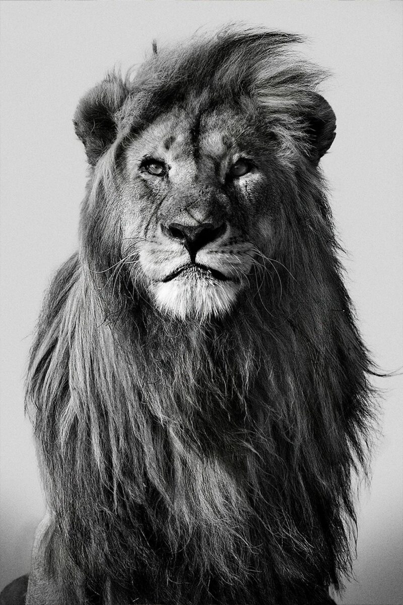 lion in the wild II