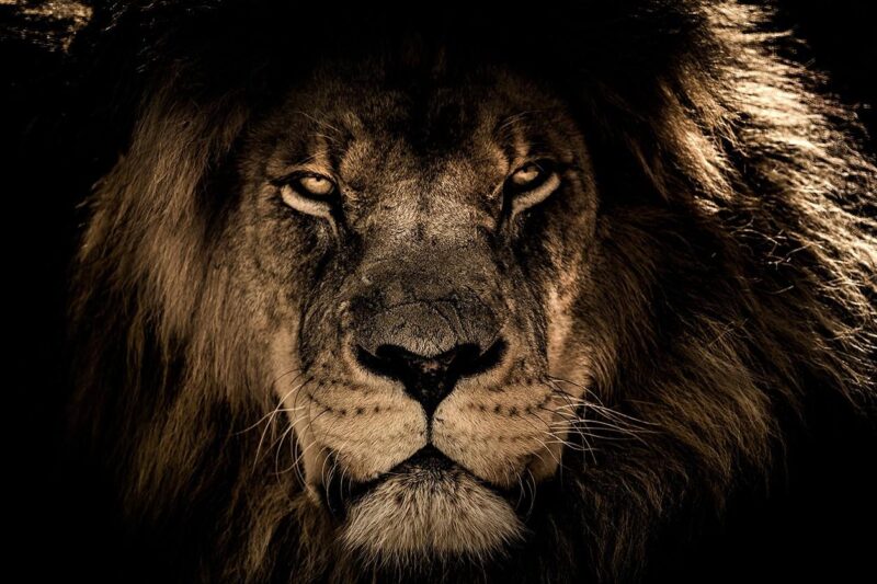 a lions portrait