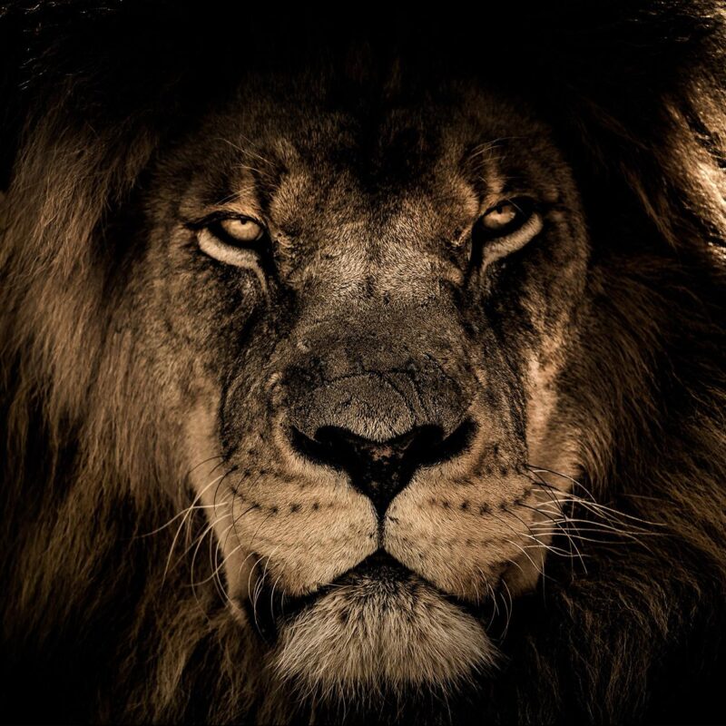 a lions portrait - Afbeelding 3