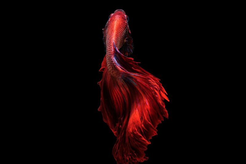 red darkness
