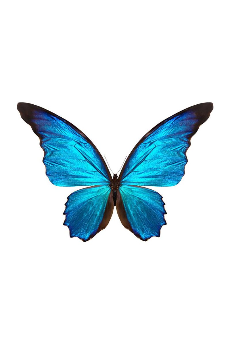 the butterfly collection II
