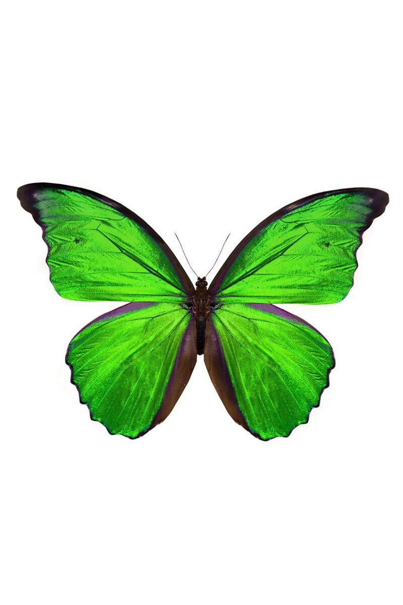 the butterfly collection I - Afbeelding 3