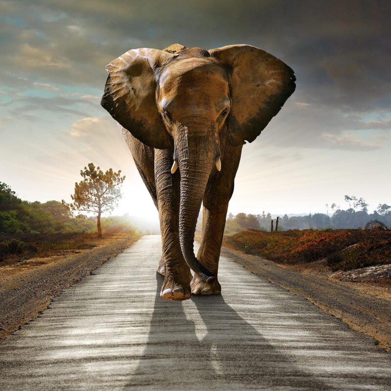 the long walk - Afbeelding 2