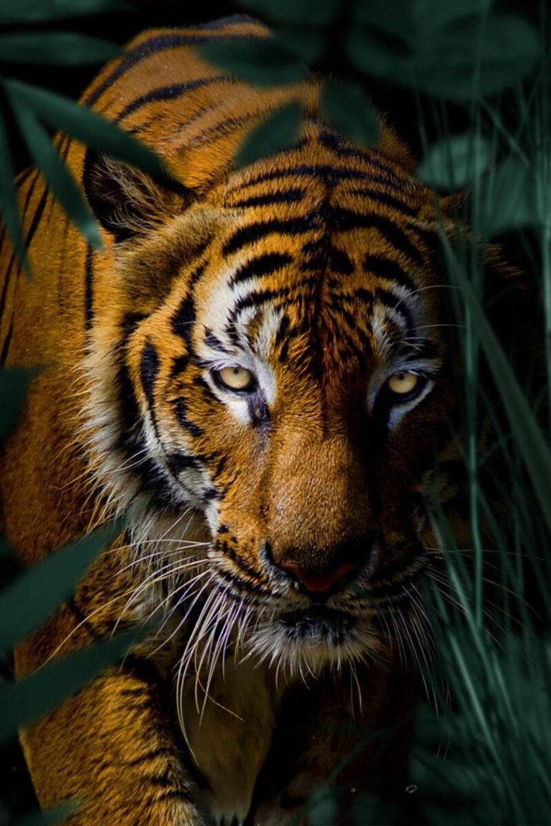tiger king