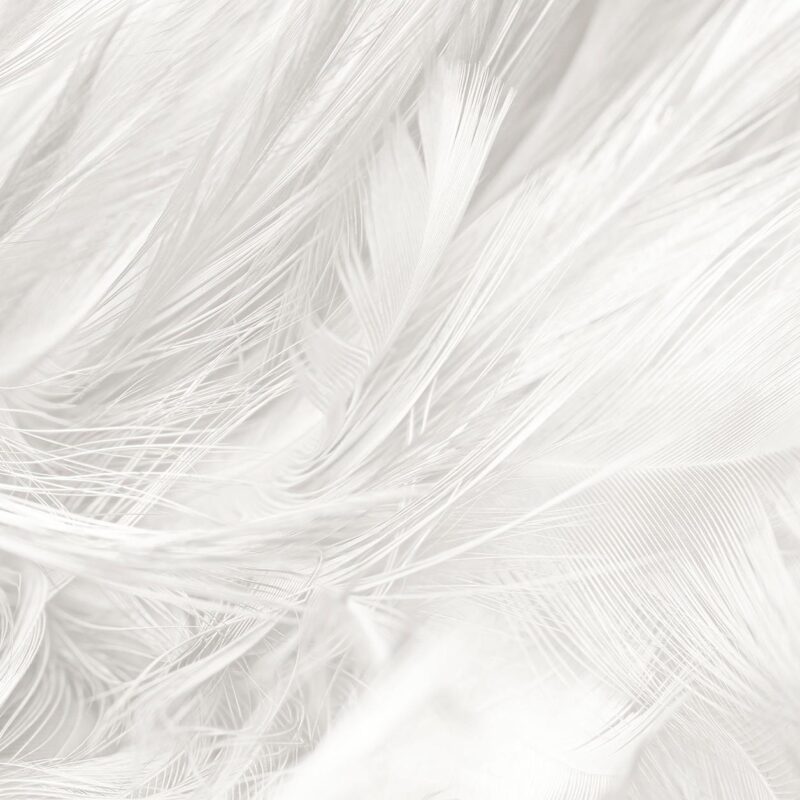 white feather - Afbeelding 2