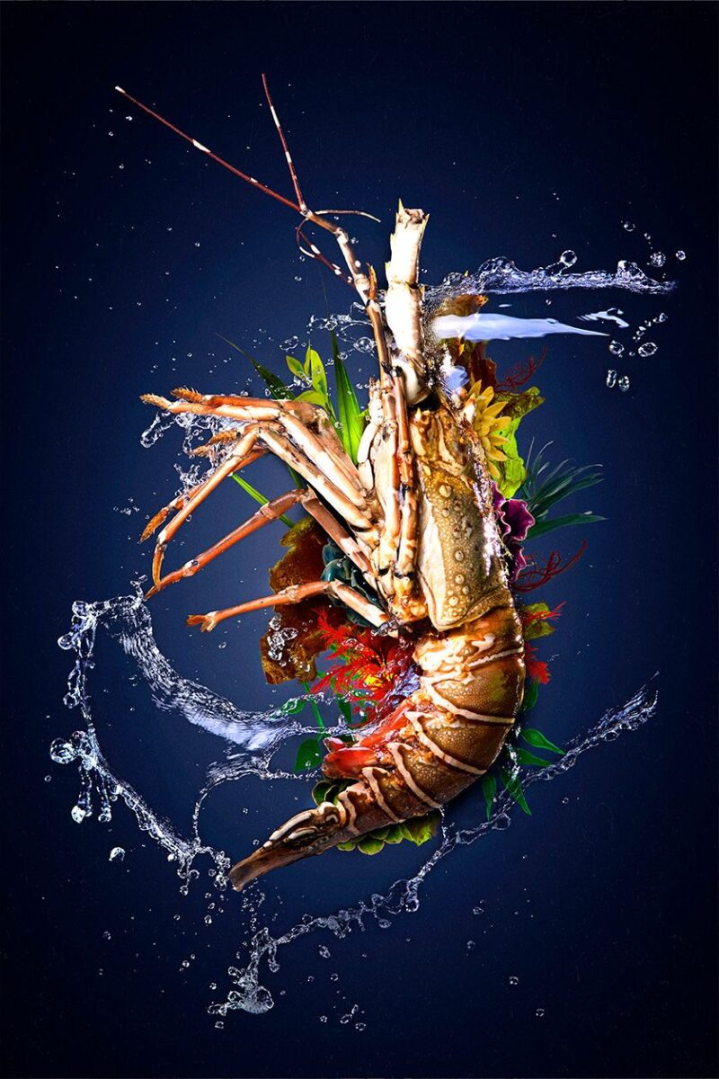 wonders of the sea I