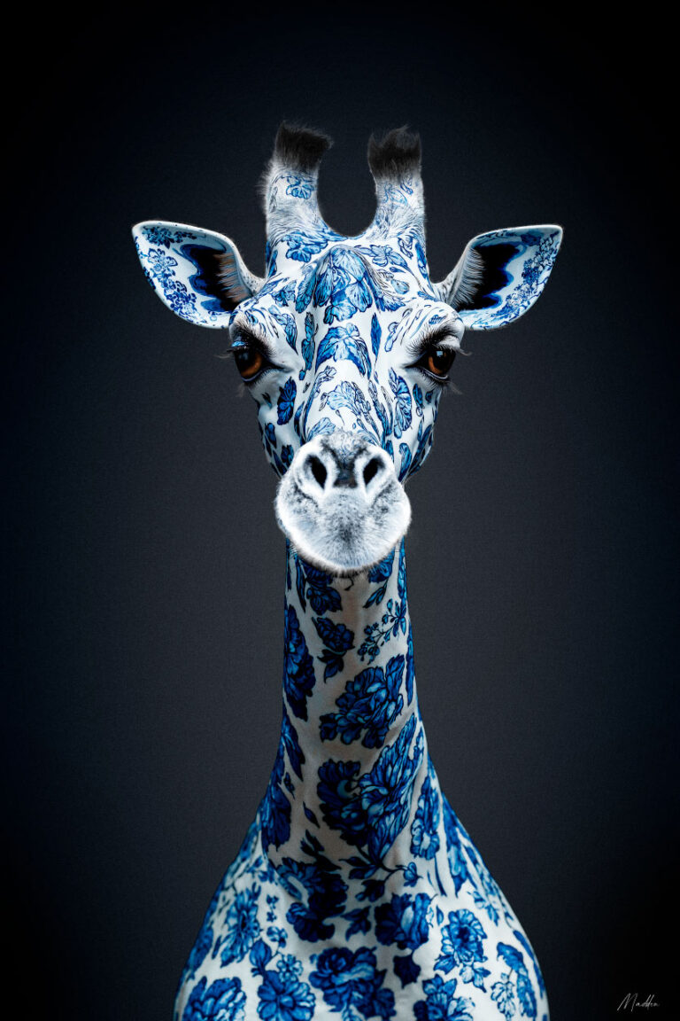 Dutch-Giraffe