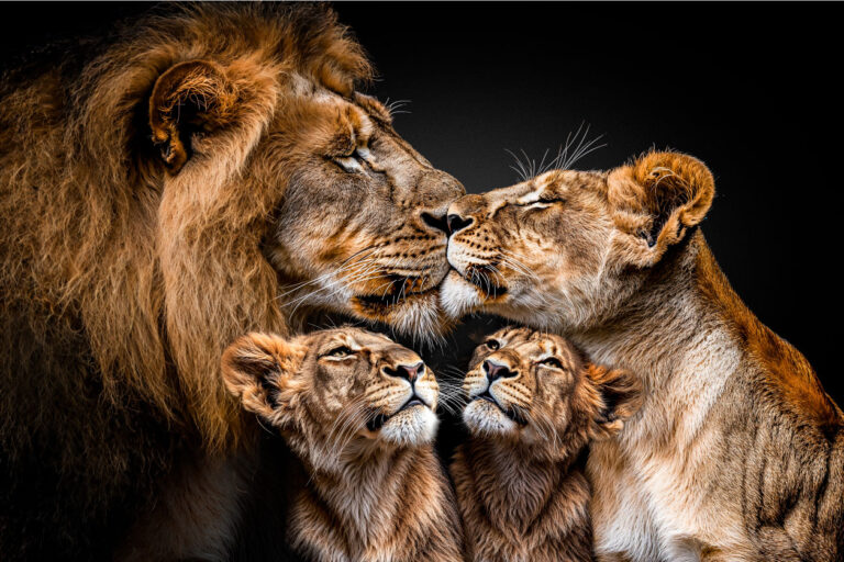 Lion-Family