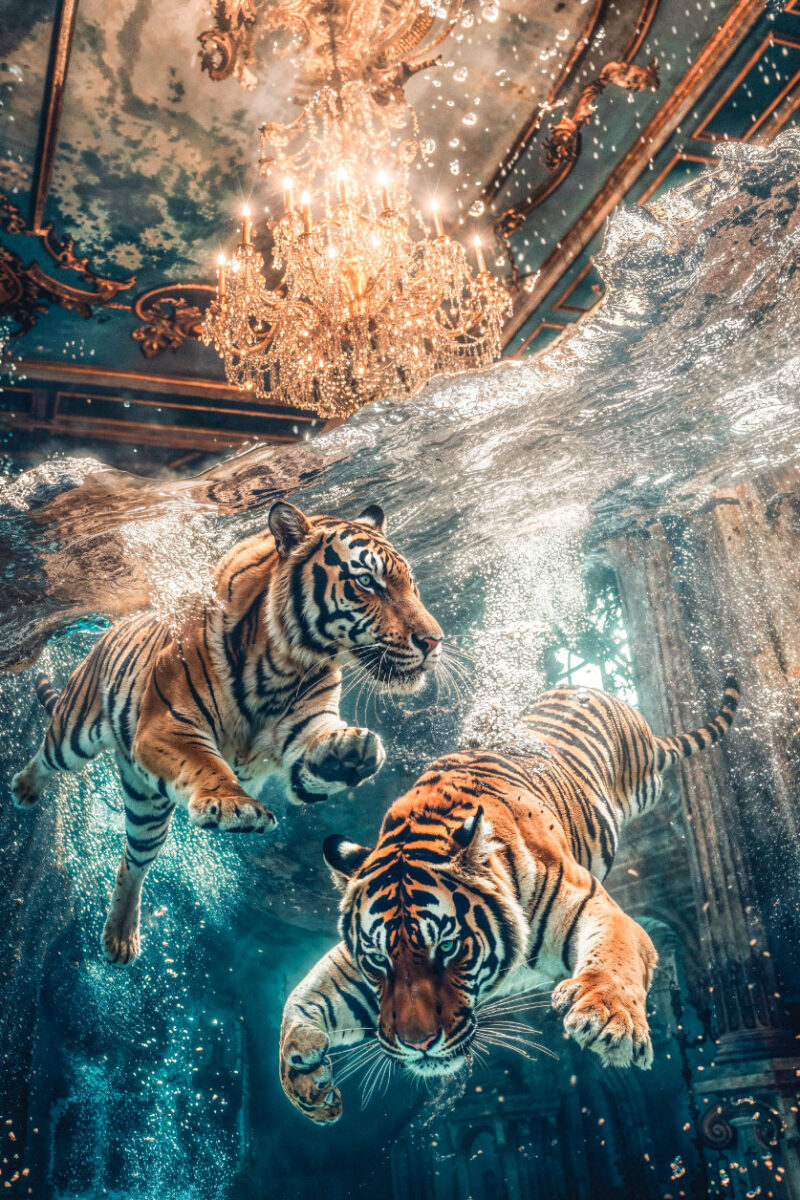 swimming tigers
